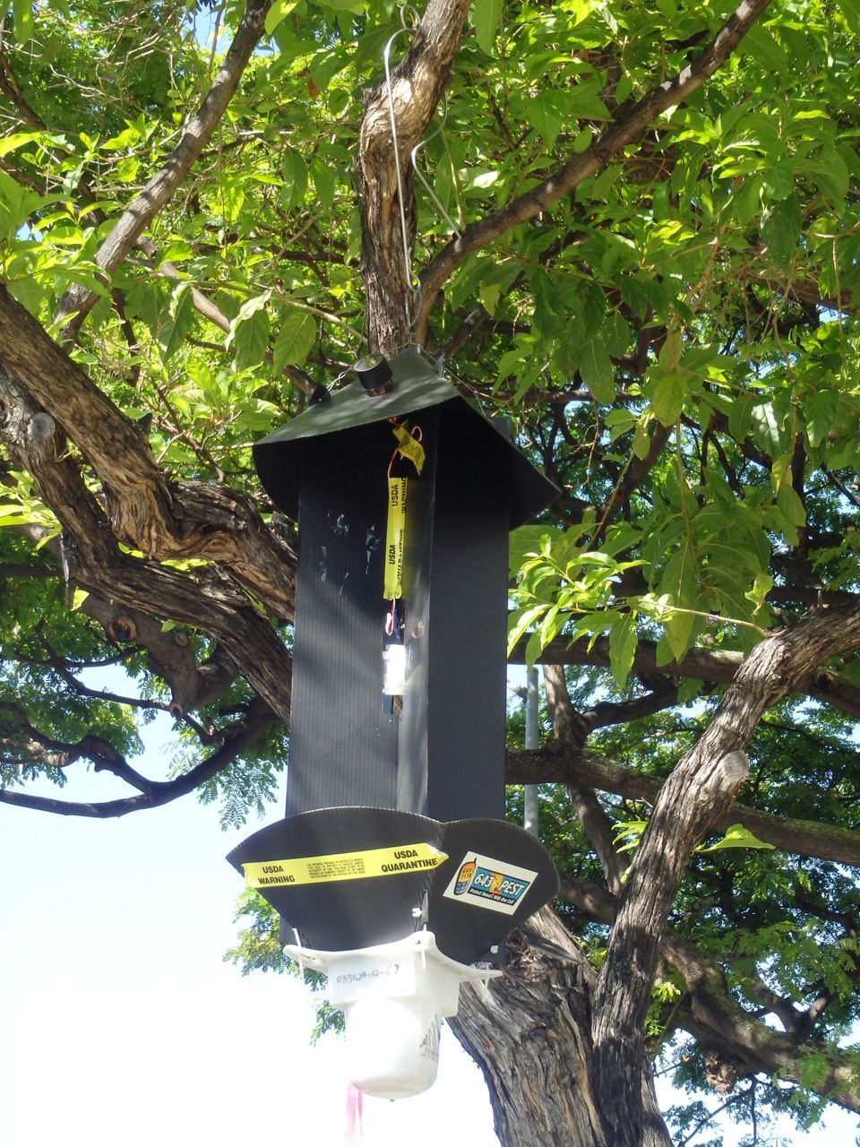 A coconut rhinoceros beetle trap in a tree. (Photo courtesy of Hawaii Department of Agriculture)